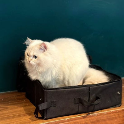 Bac à litière chat