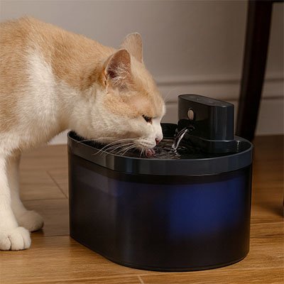 Fontaine a eau Chat
