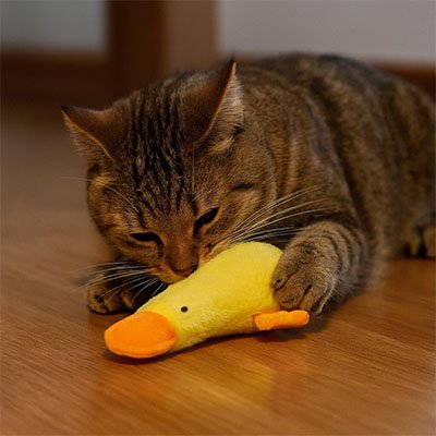 Jouet chat