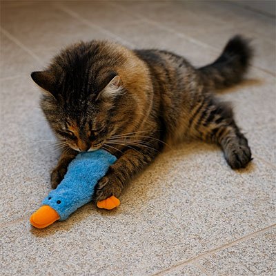 Jouet chat